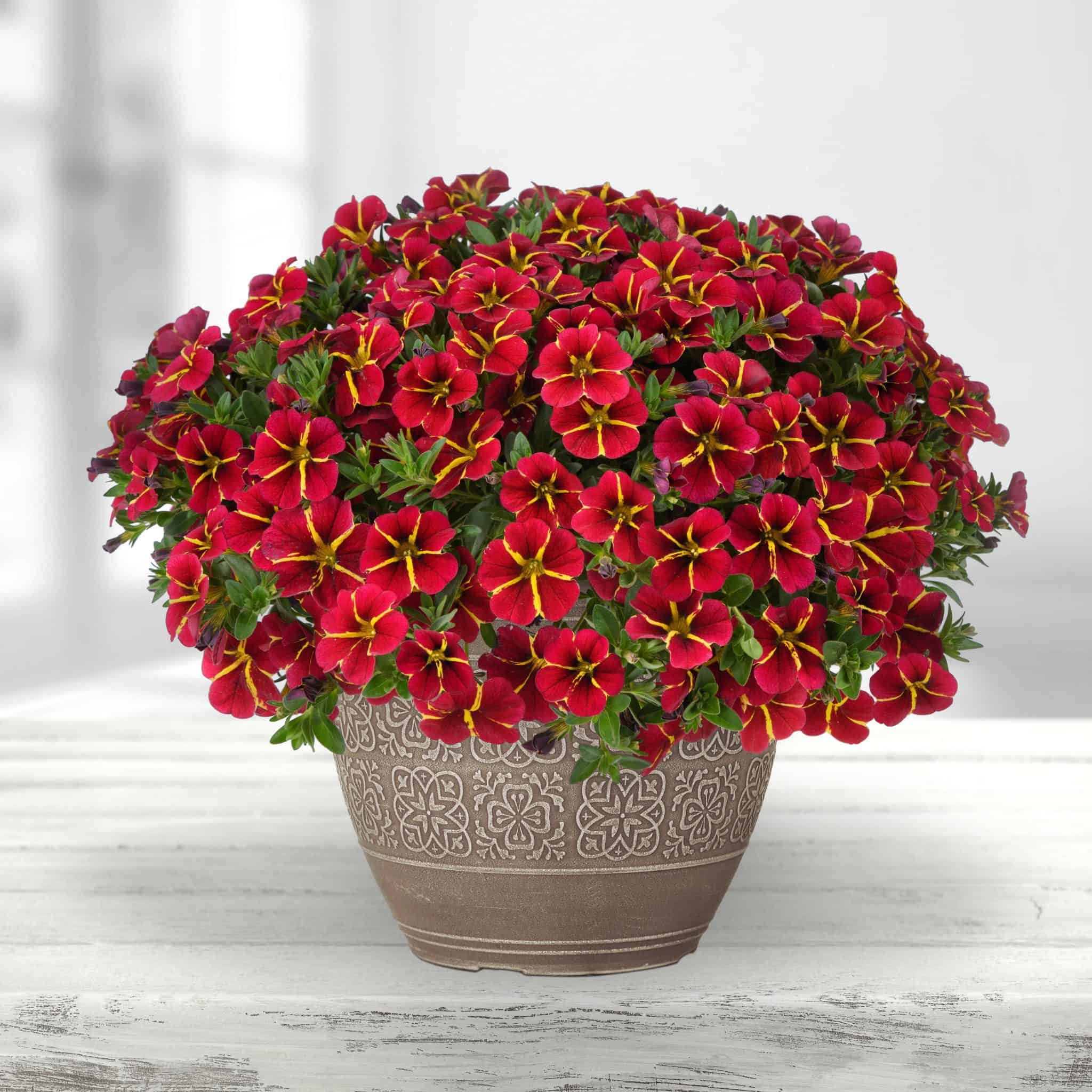 Calibrachoa Colbri Bling Exotic Red Web 2