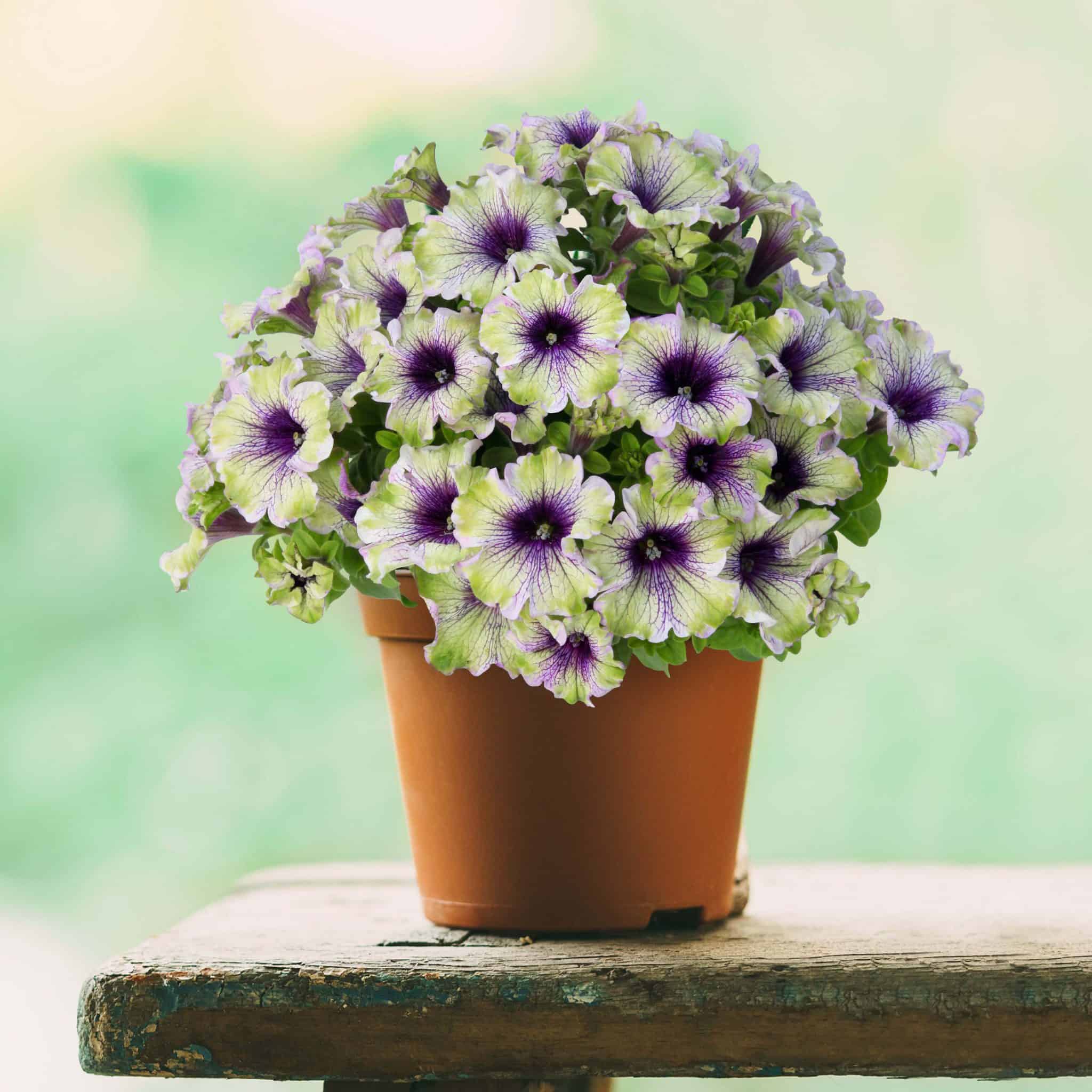 Petunia Lime Royale Square