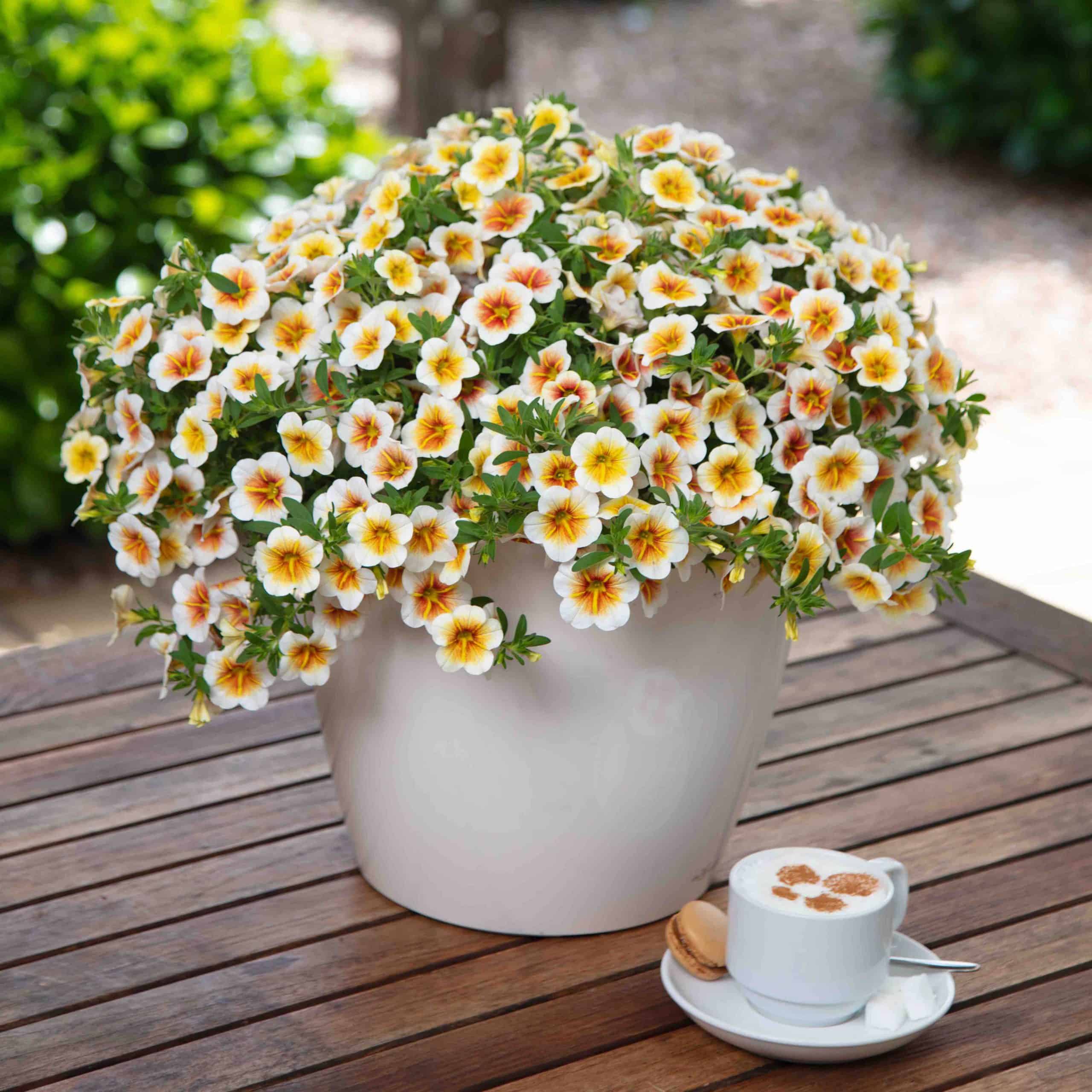 Calitastic Cappuccino Lifestyle Web
