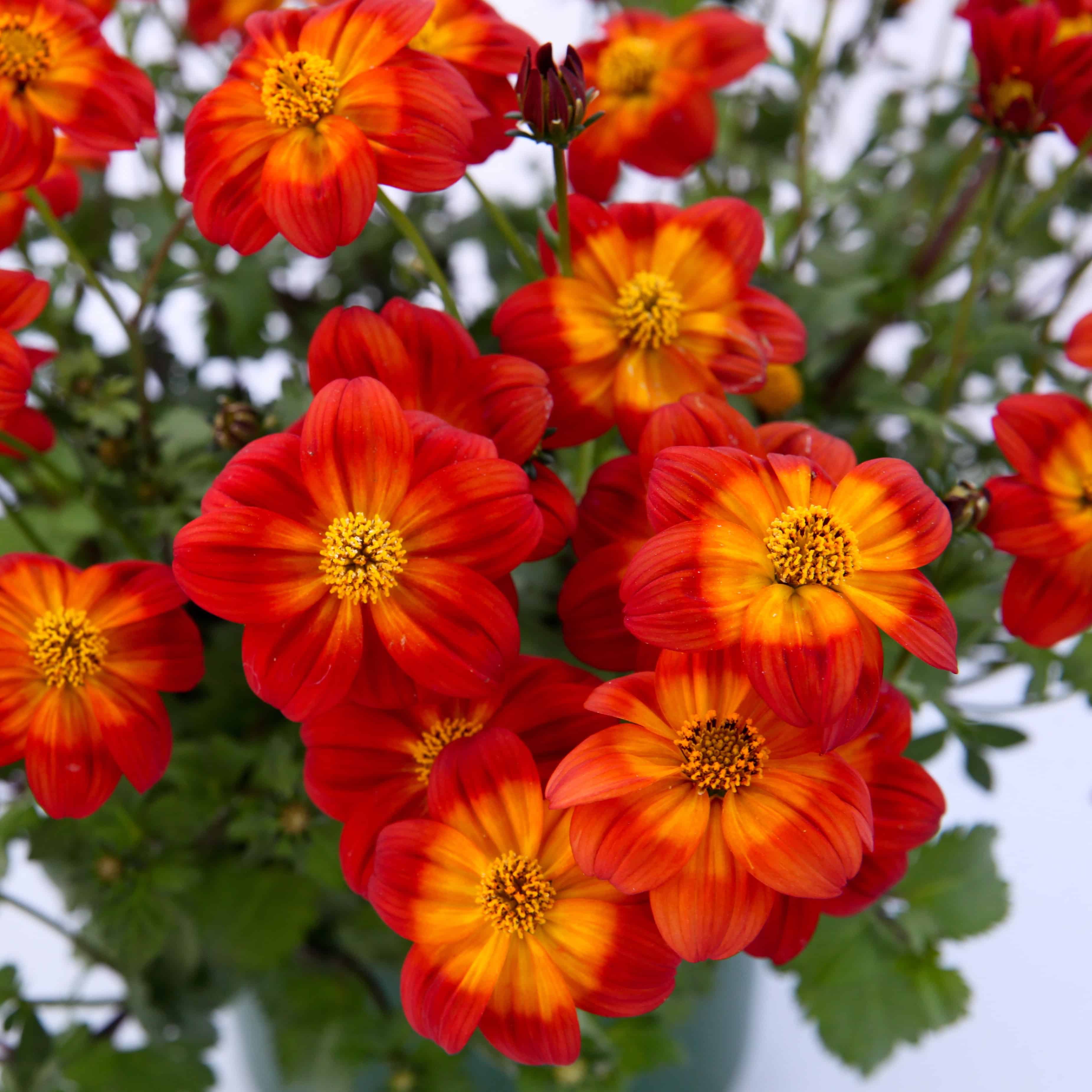 2022, CAST, danziger, experimental varieties