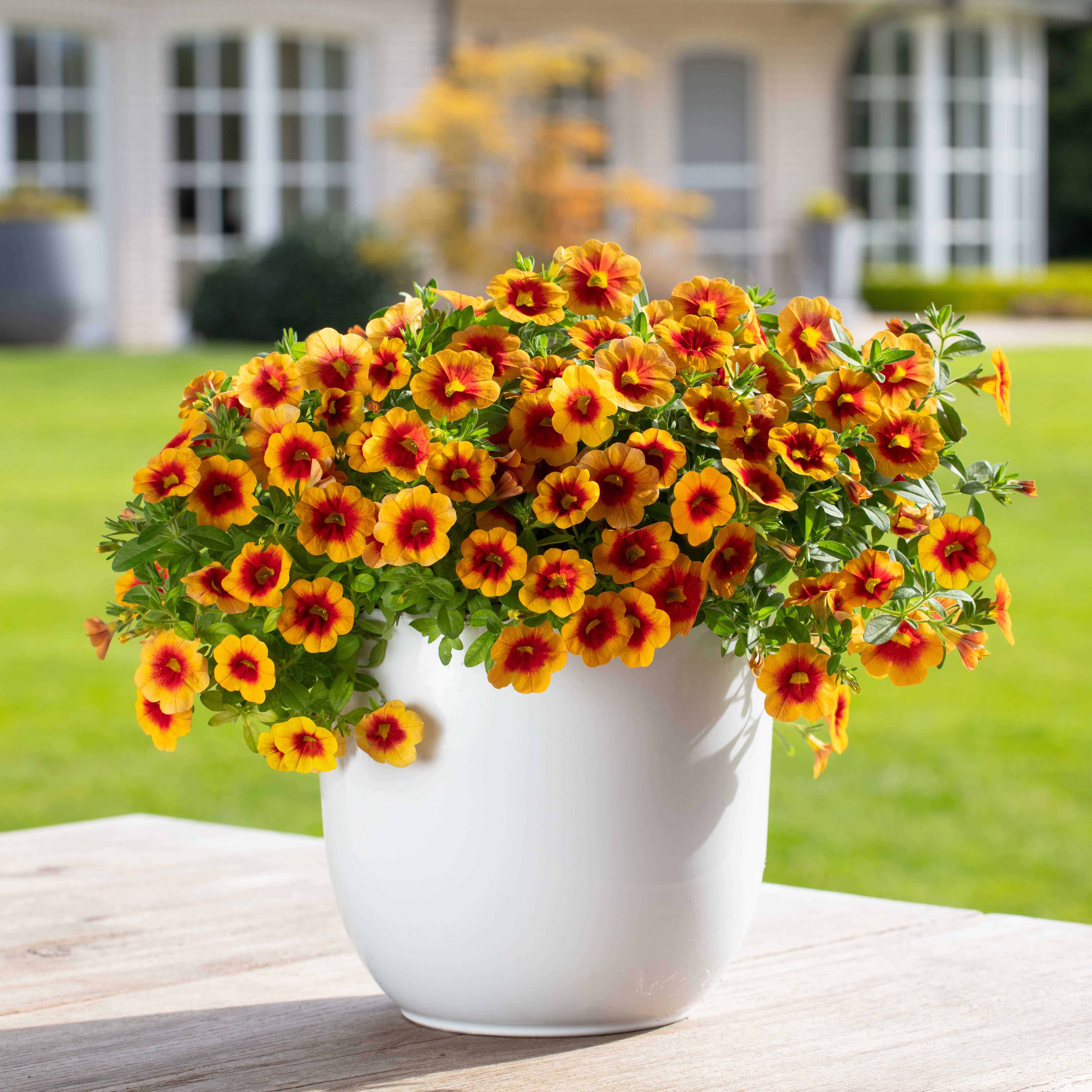 Calibrachoa Sunspot Web