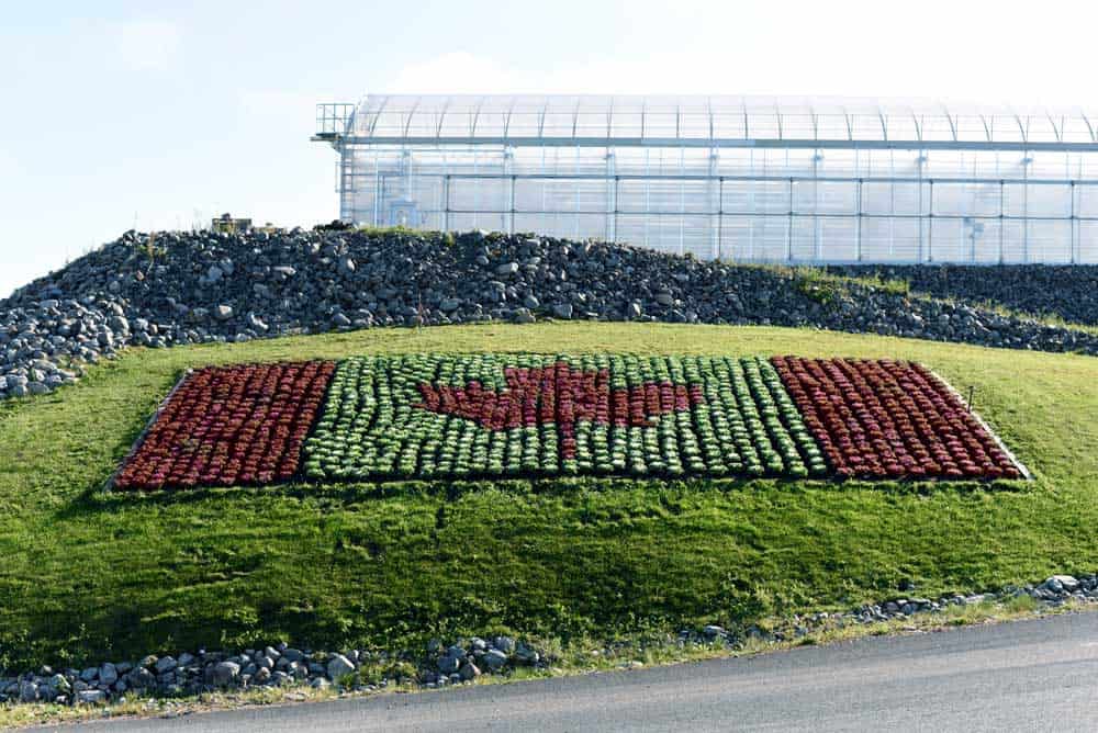 The Kale Flag