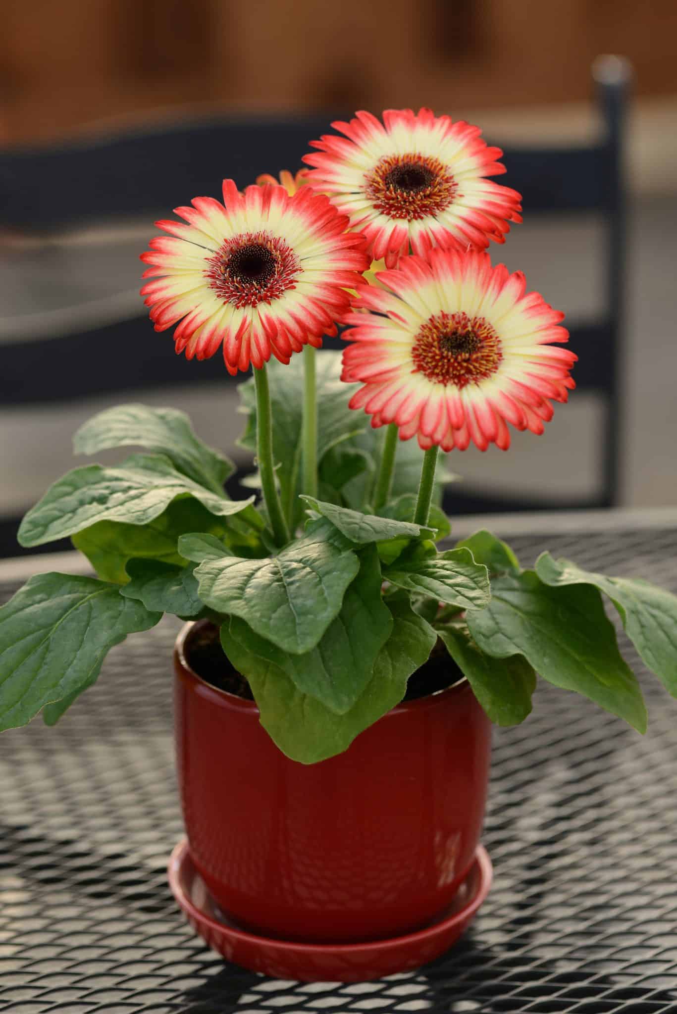 Gerbera Daisies Jolly Farmer® Gerbera Daisies Jolly Farmer®