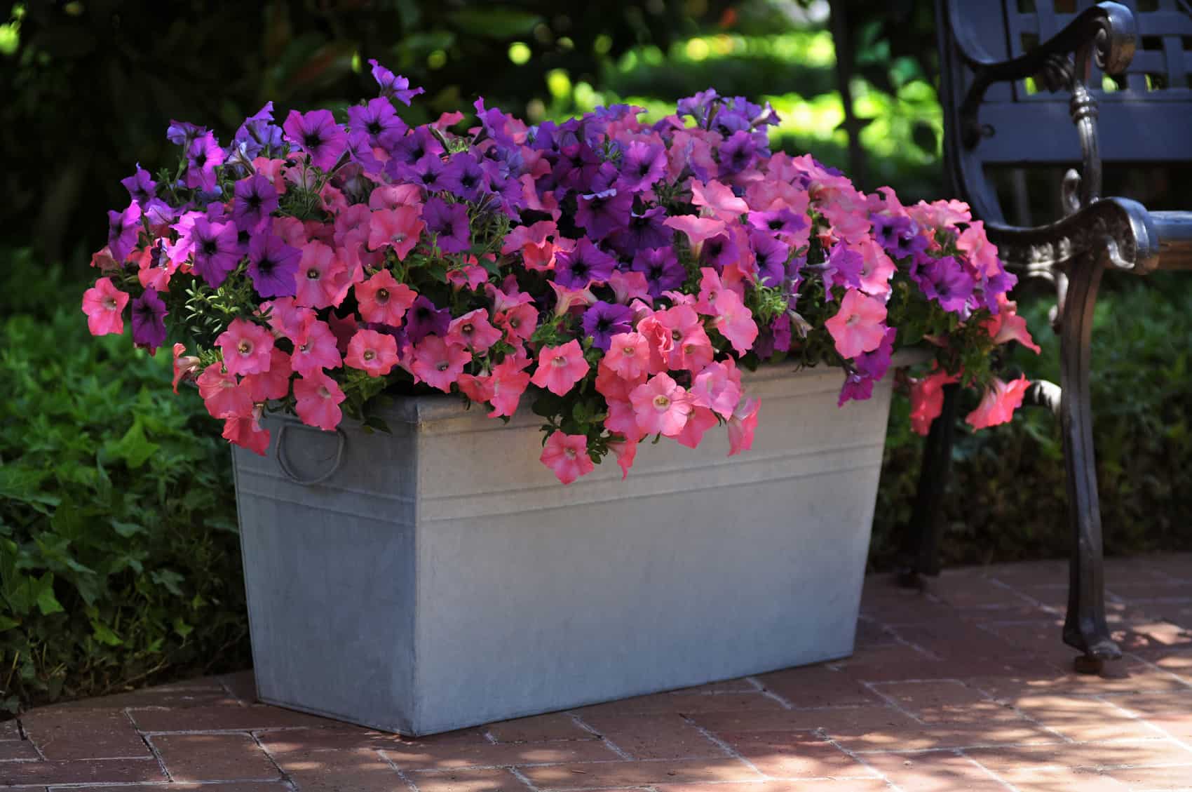 Wave Petunias