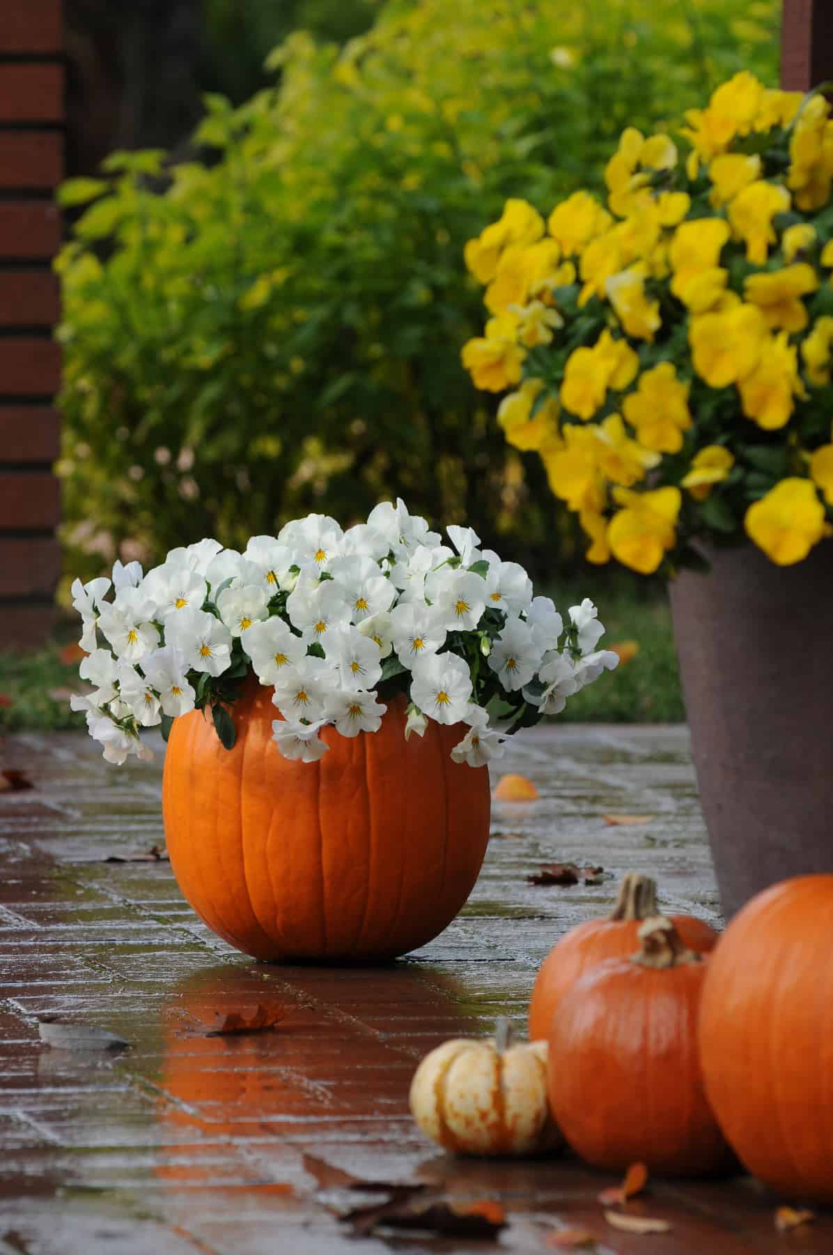 Cool Wave White Pansy and Pumpkin_PAN12-13239