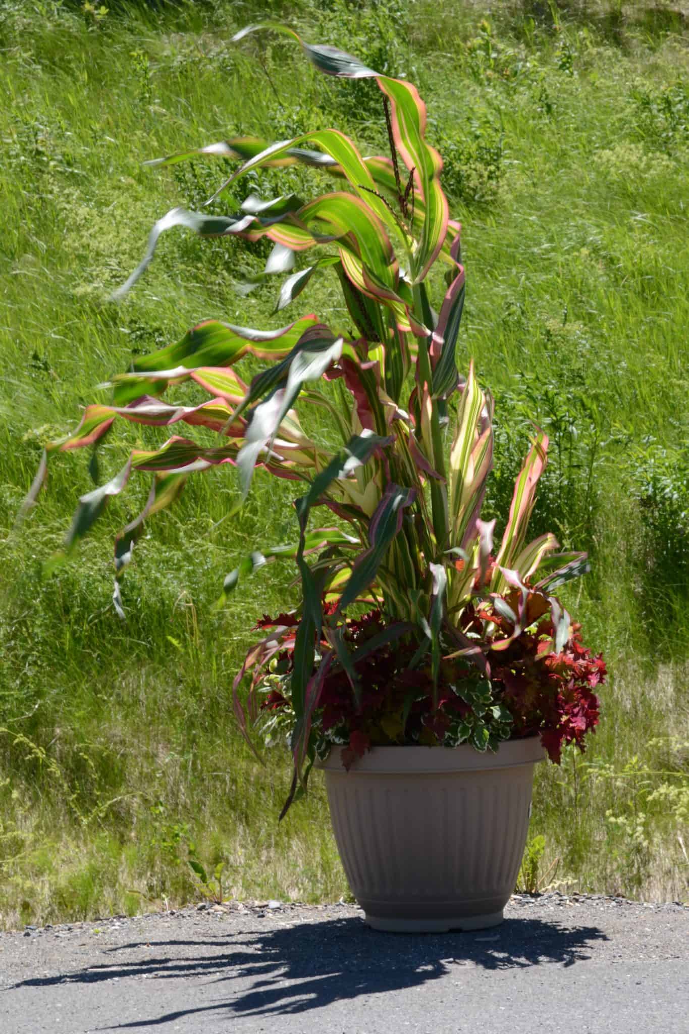 corn field of dreams