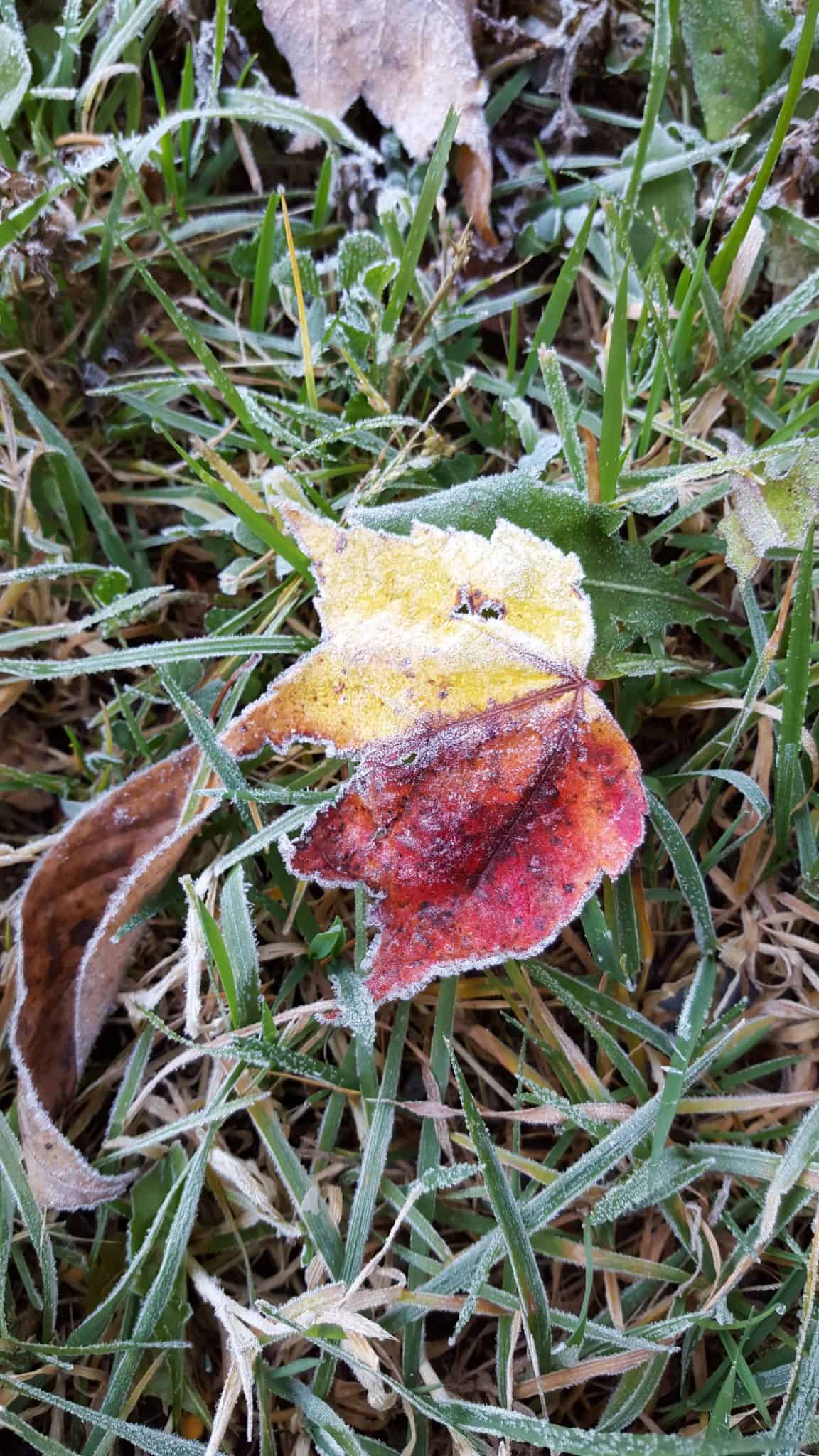 Frost Fall Leaf Closeup 1 Jolly Farmer®