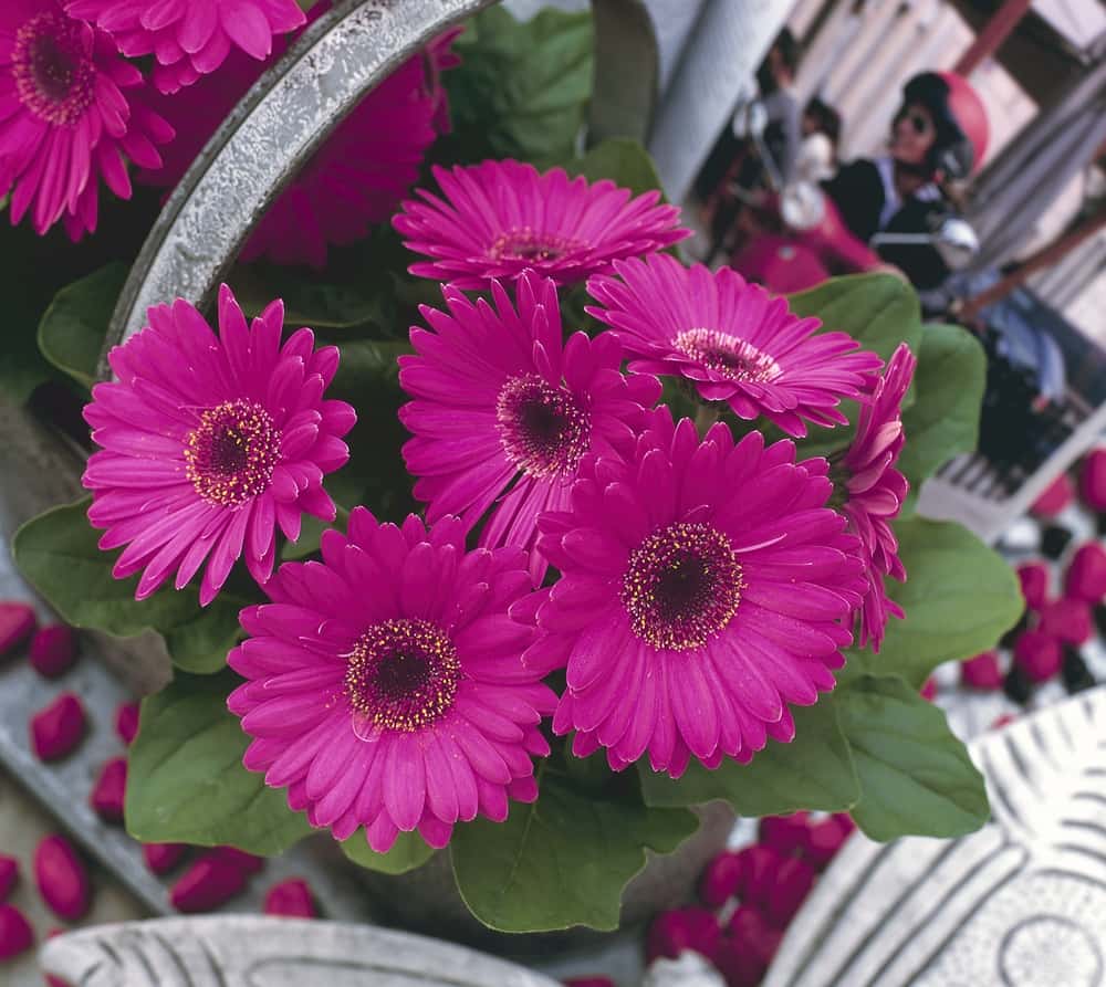 March is National Gerbera Daisy Month!