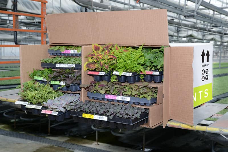 plug-box-filled-with-plants-2