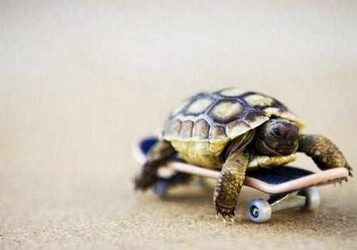 Turtle-on-skateboard